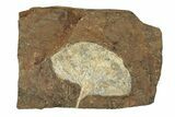 Paleocene Fossil Ginkgo Leaf - North Dakota #271071-1